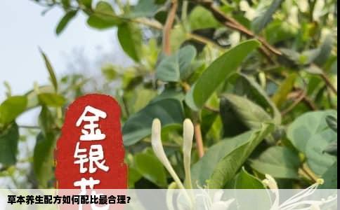 草本养生配方如何配比最合理？