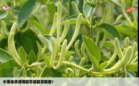 中医体质调理能否缓解亚健康？