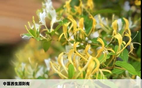 中医养生原则有