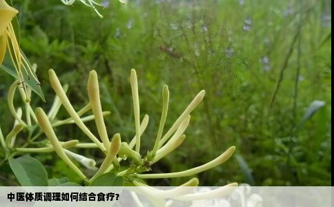 中医体质调理如何结合食疗？