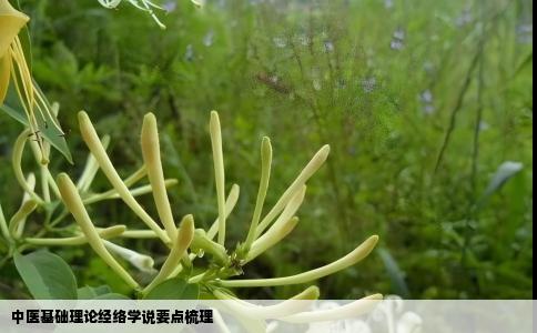 中医基础理论经络学说要点梳理