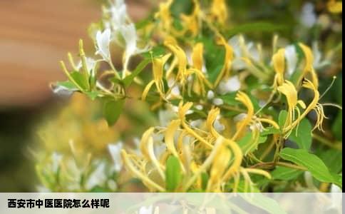 西安市中医医院怎么样呢