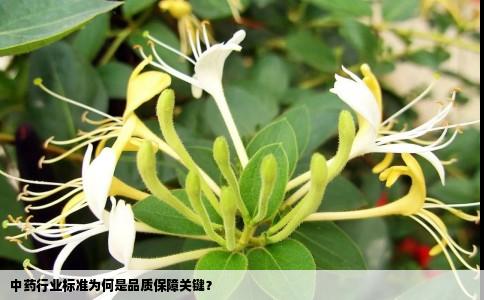中药行业标准为何是品质保障关键？