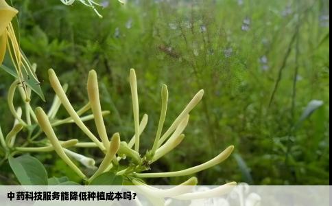 中药科技服务能降低种植成本吗？