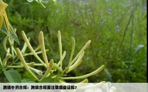 跨境中药合规：跨境合规要注意哪些证照？