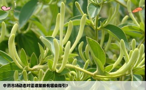 中药市场动态对渠道策略有哪些指引？