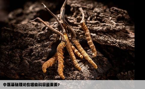 中医基础理论在哪些科目最重要？