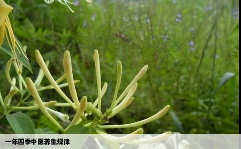 一年四季中医养生规律