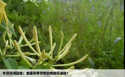 中药市场动态：金银花季节性价格如何波动？