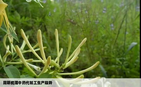 昆明梳理中药代加工生产趋势