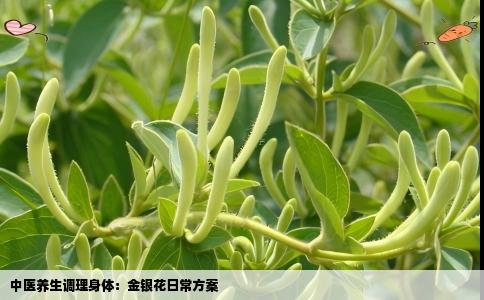中医养生调理身体：金银花日常方案