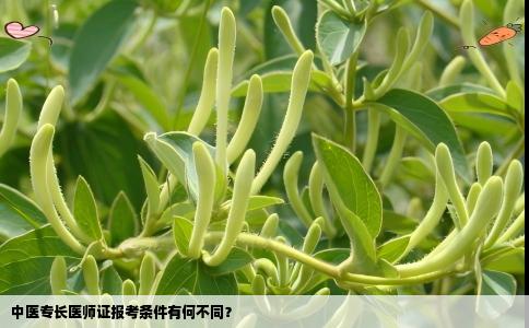 中医专长医师证报考条件有何不同？