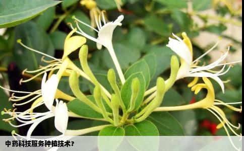 中药科技服务种植技术？