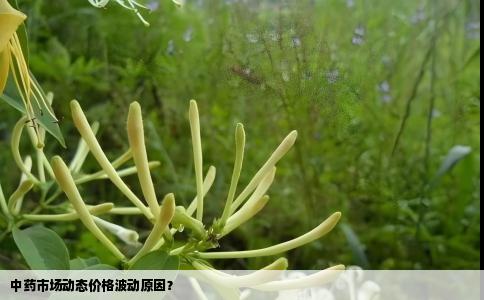 中药市场动态价格波动原因？