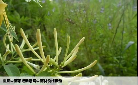 重庆中药市场动态与中药材价格波动