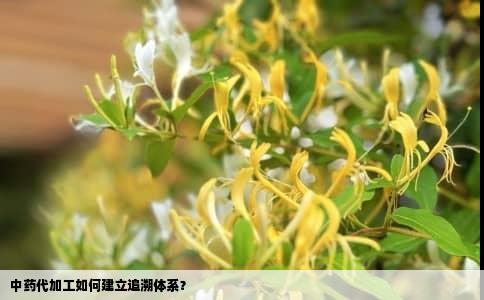 中药代加工如何建立追溯体系？