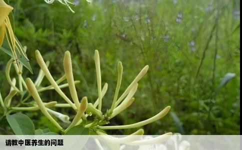 请教中医养生的问题