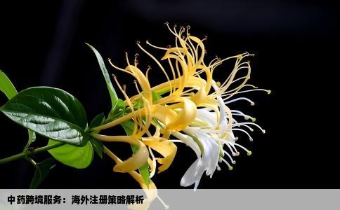 中药跨境服务：海外注册策略解析