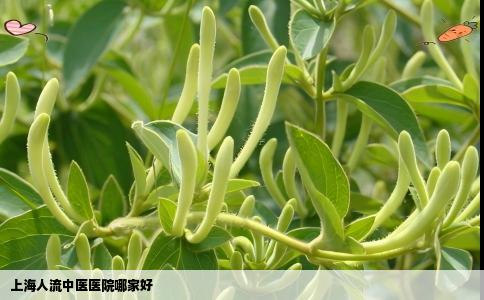 上海人流中医医院哪家好