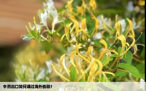 中药出口如何通过海外检验？
