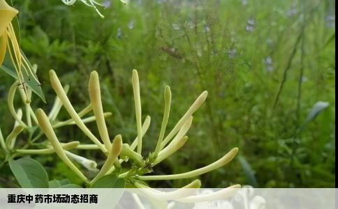 重庆中药市场动态招商