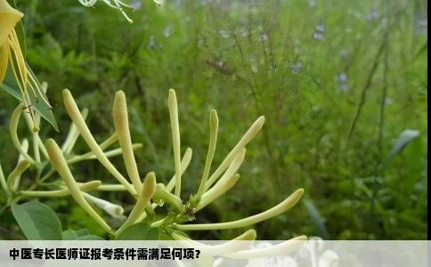中医专长医师证报考条件需满足何项？