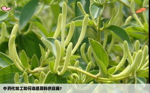 中药代加工如何选择原料供应商？