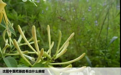 沈阳中医把脉能看出什么病症