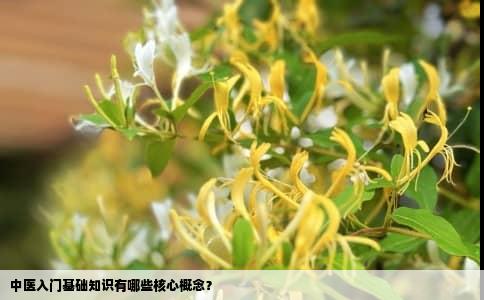 中医入门基础知识有哪些核心概念？