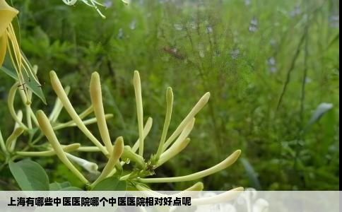 上海有哪些中医医院哪个中医医院相对好点呢