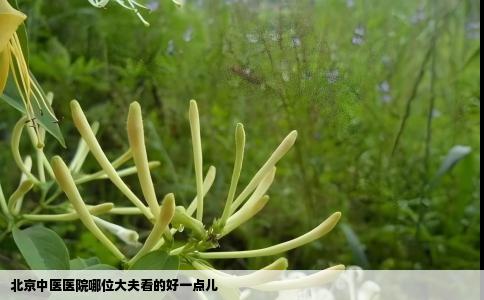 北京中医医院哪位大夫看的好一点儿