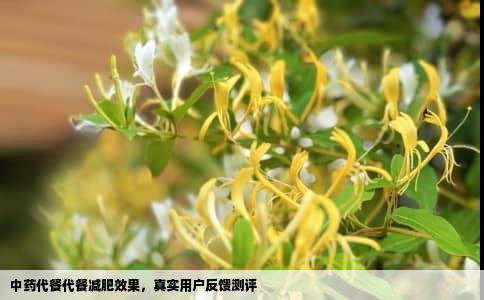 中药代餐代餐减肥效果，真实用户反馈测评