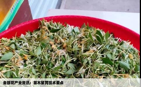 金银花产业资讯：苗木繁育技术要点