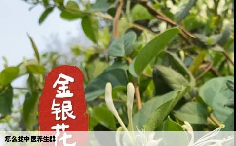 怎么找中医养生群