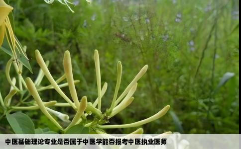 中医基础理论专业是否属于中医学能否报考中医执业医师