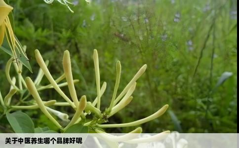 关于中医养生哪个品牌好呢