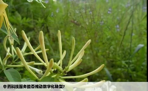 中药科技服务能否推动数字化转型?
