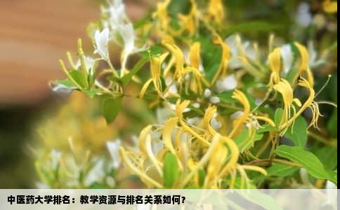 中医药大学排名：教学资源与排名关系如何？