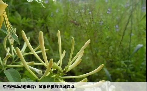 中药市场动态追踪：金银花供应链风险点