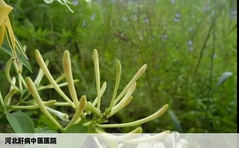 河北肝病中医医院