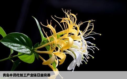 青岛中药代加工产业链日益完善