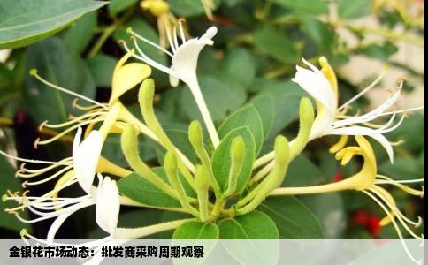 金银花市场动态：批发商采购周期观察
