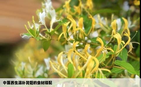 中医养生温补肾阳的食材搭配