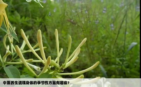 中医养生调理身体的季节性方案有哪些？