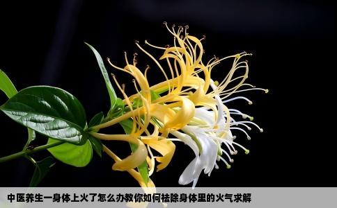 中医养生一身体上火了怎么办教你如何祛除身体里的火气求解