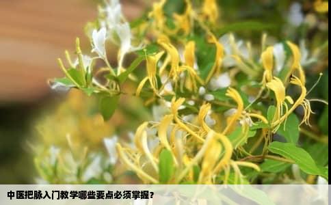 中医把脉入门教学哪些要点必须掌握？