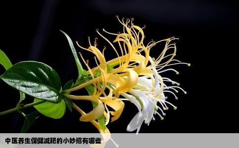 中医养生保健减肥的小妙招有哪些