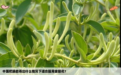 中医把脉能看出什么情况下适合服用金银花？