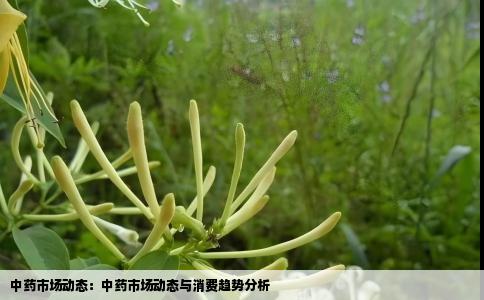 中药市场动态：中药市场动态与消费趋势分析