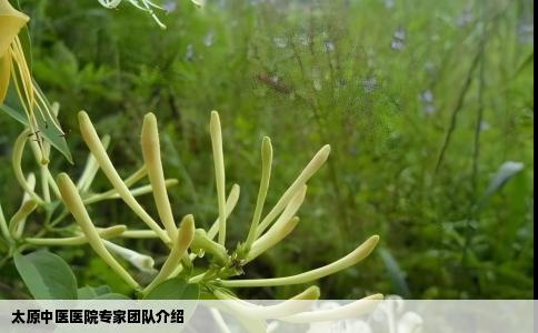 太原中医医院专家团队介绍